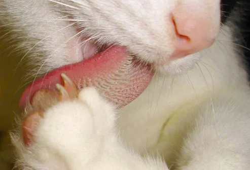 Cat grooming, close-up of tongue