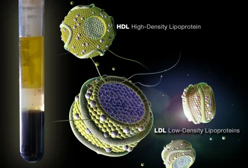 Testing For HDL and LDL