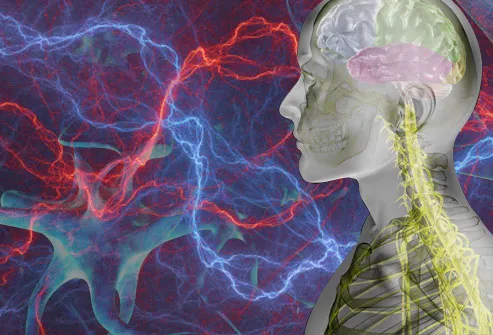 illustration of nerves and brain