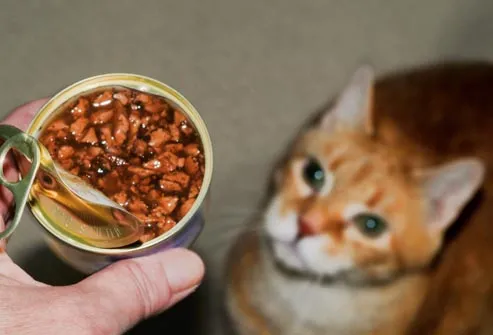 hand holding cat food