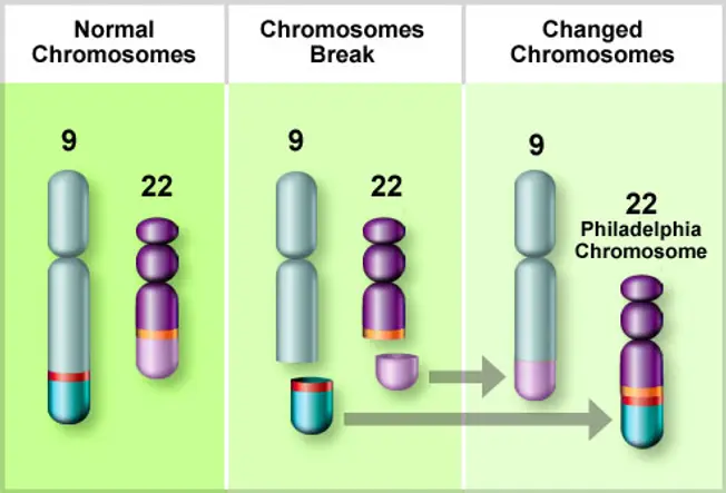 The Role of Chromosomes