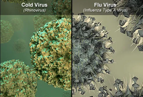 Is It A Cold Or The Flu The Difference Explained With Pictures