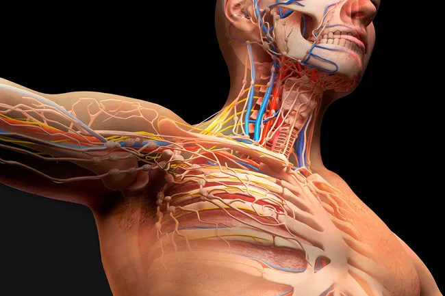 illustration of human anatomy