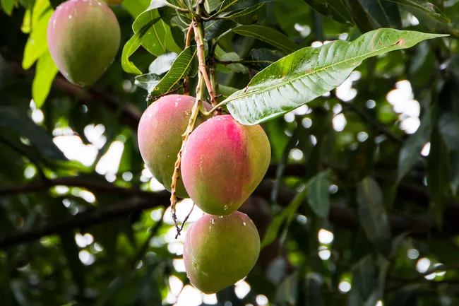 photo of mangoes