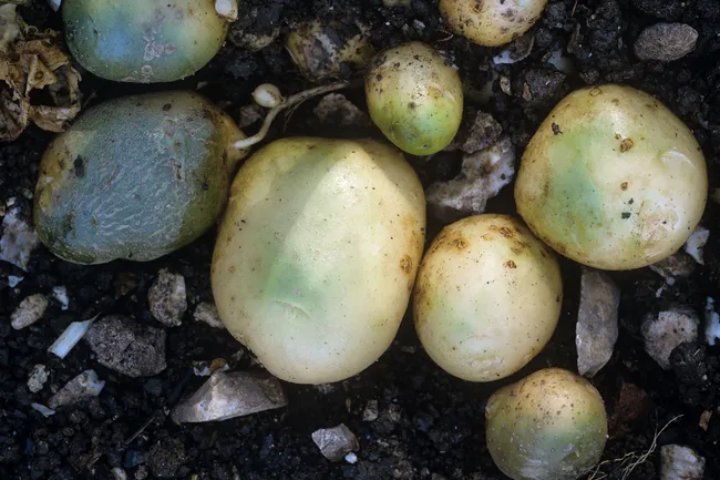 photo of green potatoes