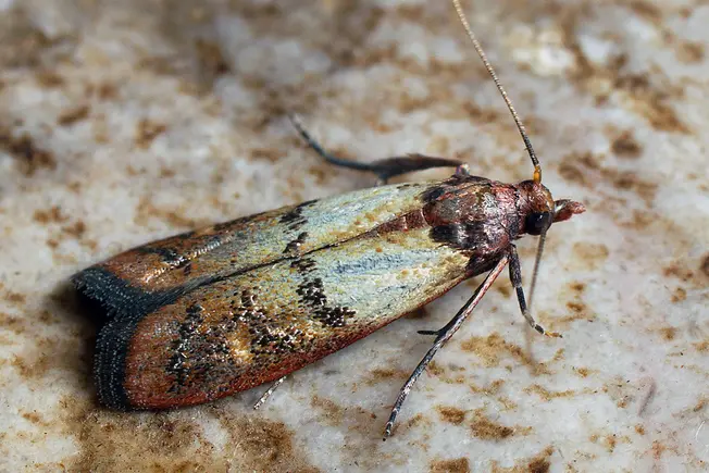 Indianmeal Moths