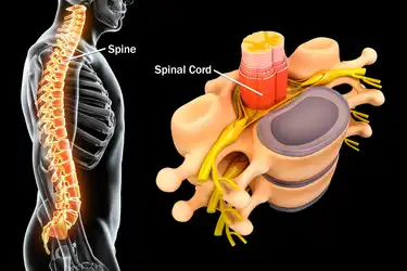 Common Spine Problems Explained With Pictures
