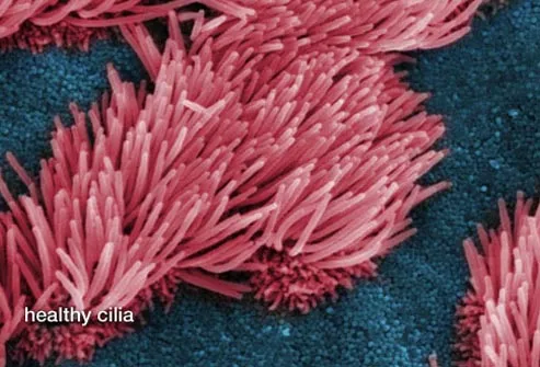 close up of healthy cilia