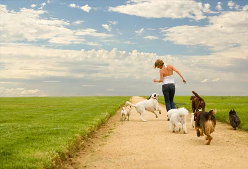 woman and several dogs running on footpath