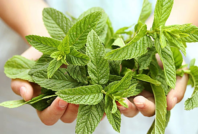 Peppermint Oil: To Ease IBS