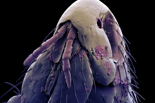 photo of flea macro close up