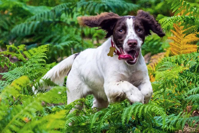 photo of dog running through brush