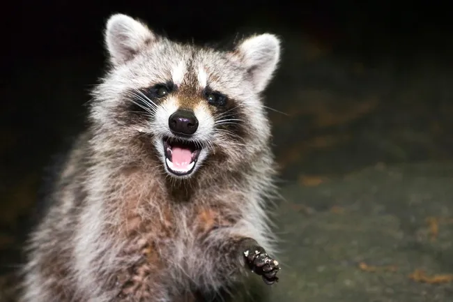photo of raccoon