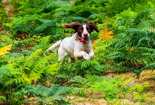dog running in brush