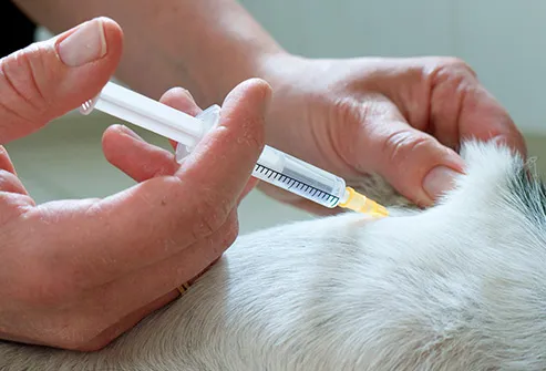 dog receiving injection