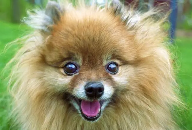Pomeranian: Hair Loss