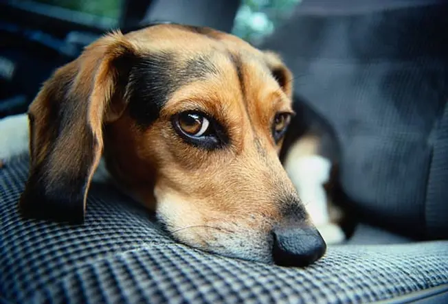 Beagle: Epilepsy