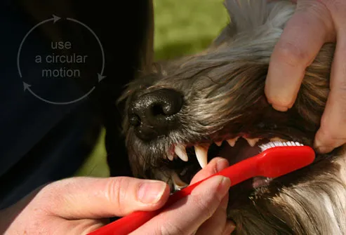 Man brushing a dog's teeth in a circular motion