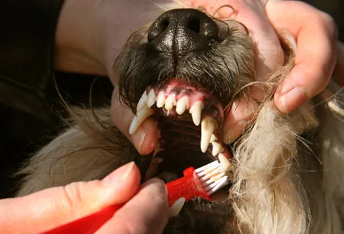 Man brushing the inside of a dog's back teeth