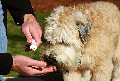 Dog licks canine toothpaste from master's hand