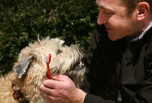 Man praises his dog while brushing dog's teeth
