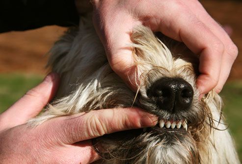 Man gently massaging dog's gums with his finger