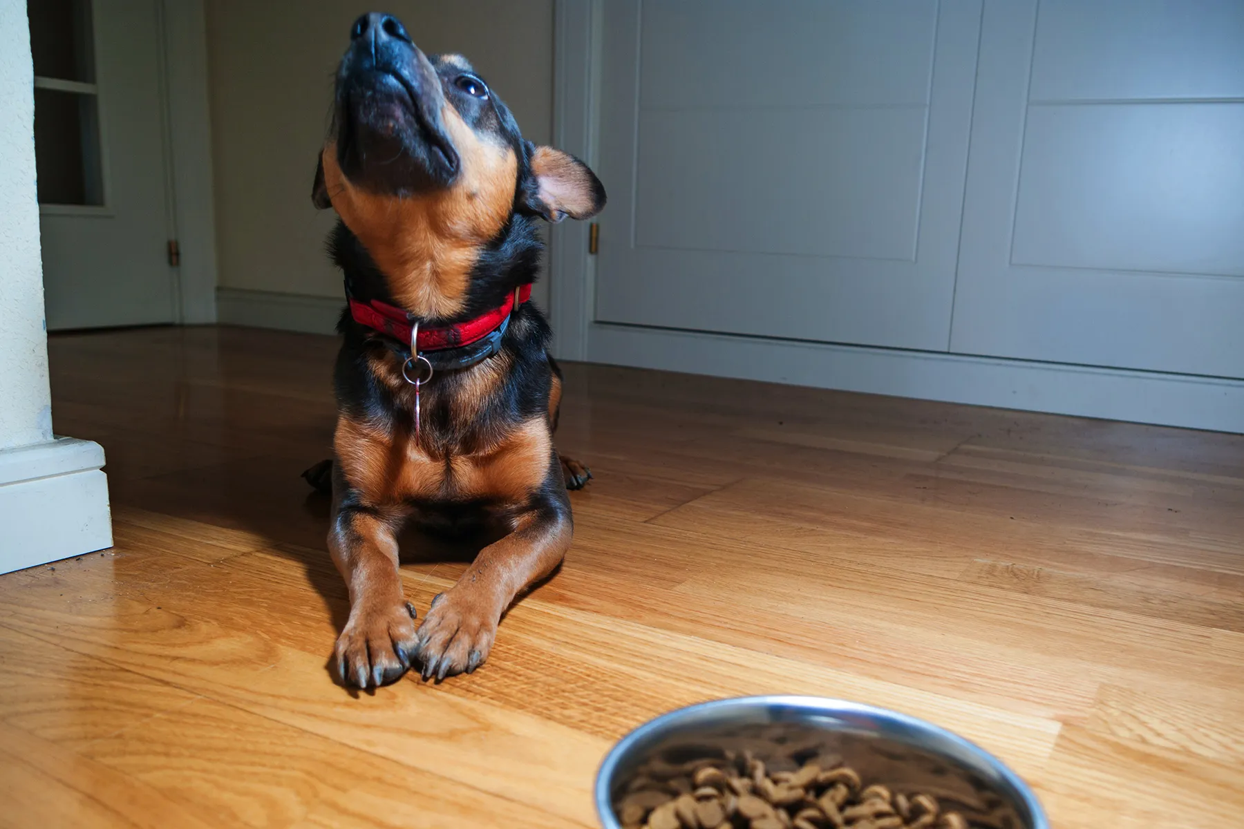 Your Dog May Be a Picky Eater 