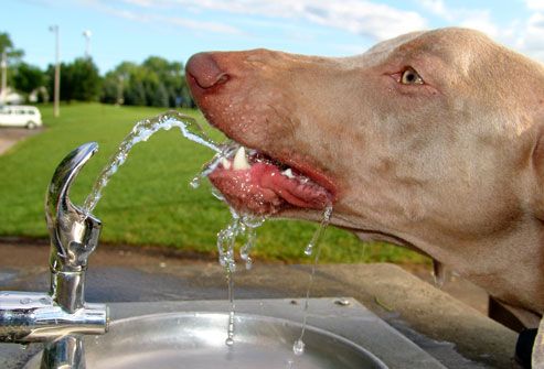 Dog Drinking From Water Fountain