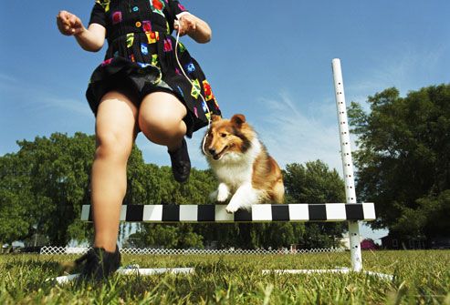Woman and Shetland sheep dog jumping over obstacle