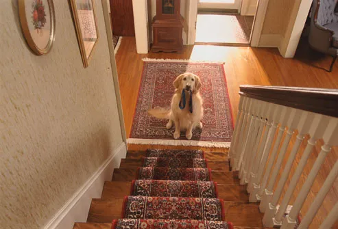 Dog With Leash At Bottom of Stairs