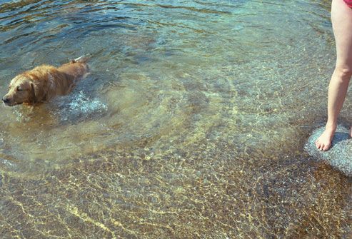 Dog In Shallow Water 