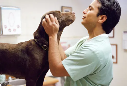 Veterinarian Examining Dog in Clinic