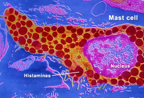 Human Mast Cell
