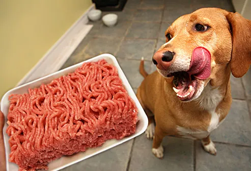dog craving beef