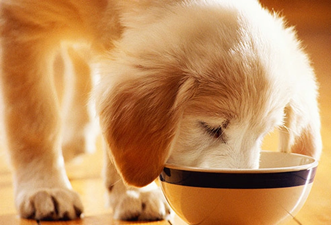 Is Puppy Food Really Different?