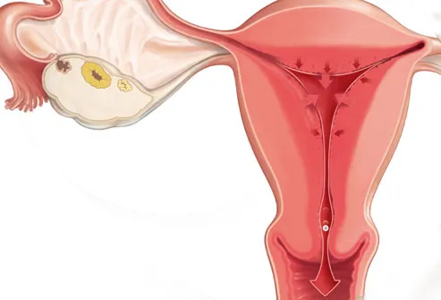Illustration of unfertilized egg leaving uterus
