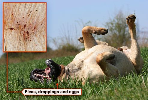 bullmastiff scratching back in grass fleas in fur