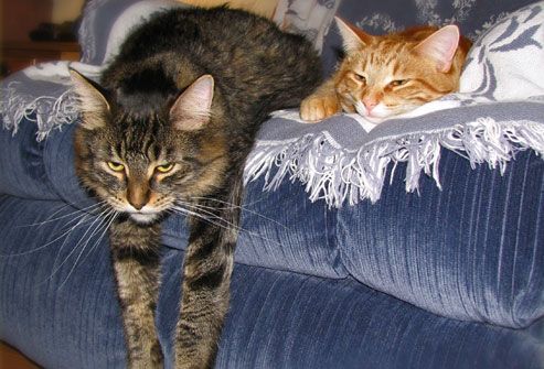 cat and kitten lying on sofa