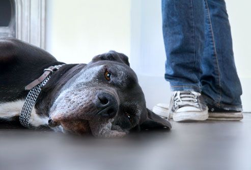 dog lying on floor man standing in background