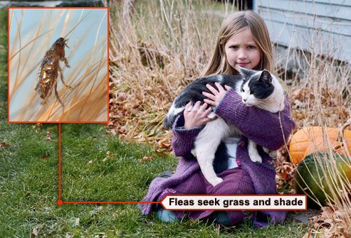 girl in yard with cat and flea on blade of grass