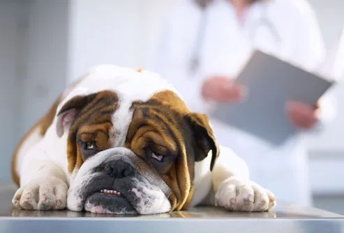 sick bulldog on veterinarians table
