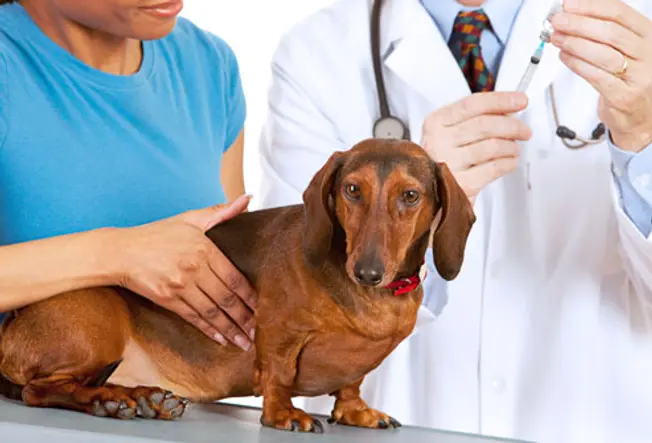 Lyme Disease Vaccine for Dogs