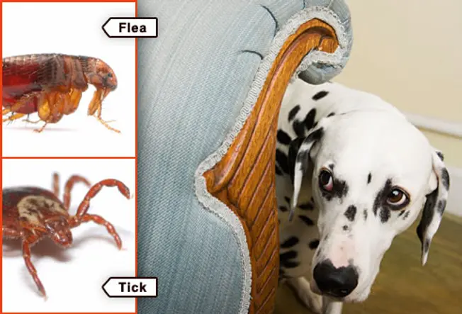 Pests That Feed on Your Pets