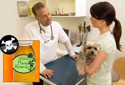 vet talking to woman with dog about herbal remedy