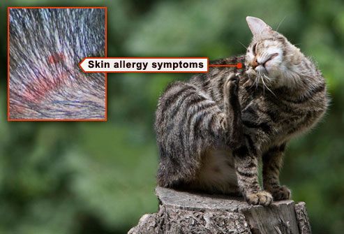 young cat scratching flea allergy track marks