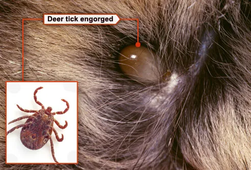 engorged deer tick in fur