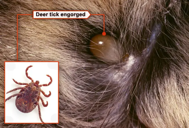 Deer Tick
