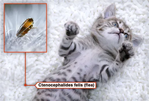mixed breed kitten lying on back with flea in fur