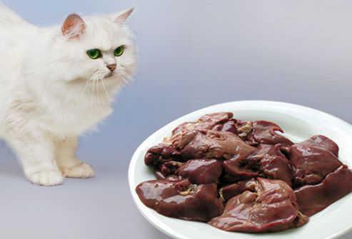 Cat gazing on bowl of raw chicken liver