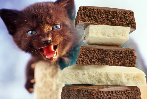 Kitten hissing at stack of white & dark chocolate